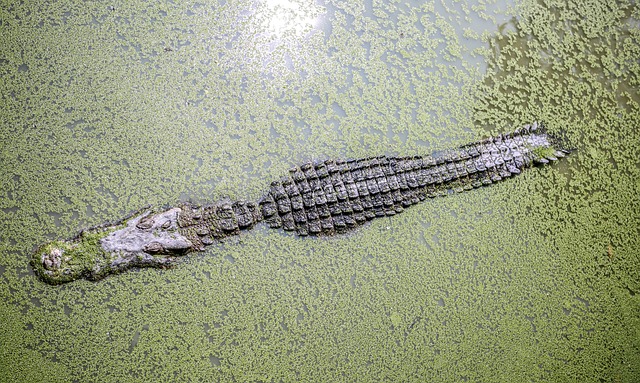 Crocodilos: os incríveis répteis