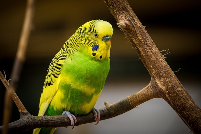 Aves: beleza e encanto no mundo animal