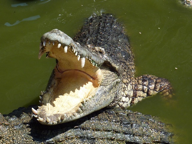  crocodilos 