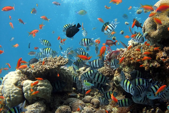 Peixes: beleza e tranquilidade no mundo aquático