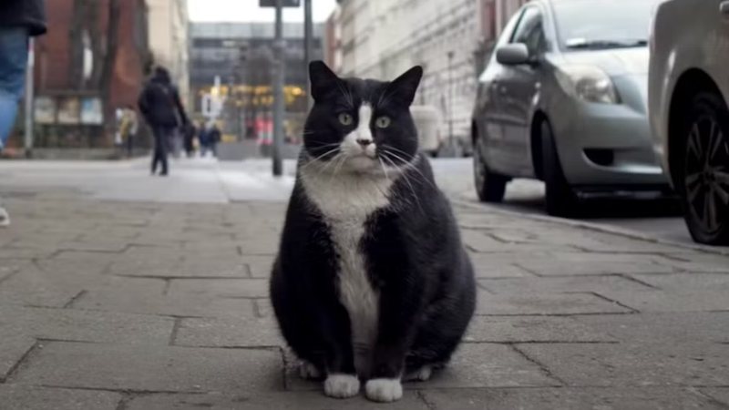 Gacek, a maior atração da Polónia em forma de gato