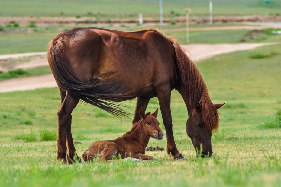 Cavalos: majestosos animais