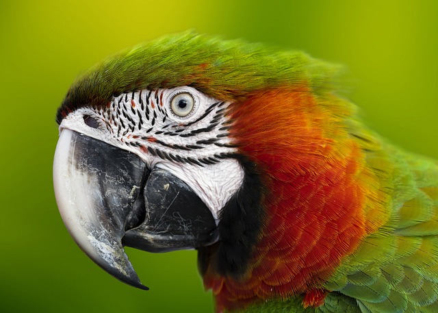 Papagaios: as aves coloridas e falantes