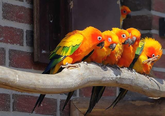 Papagaios: as aves coloridas e falantes