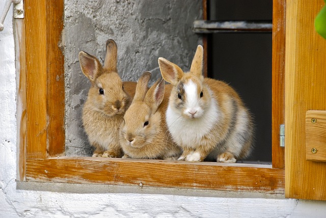 Os encantadores coelhos domésticos