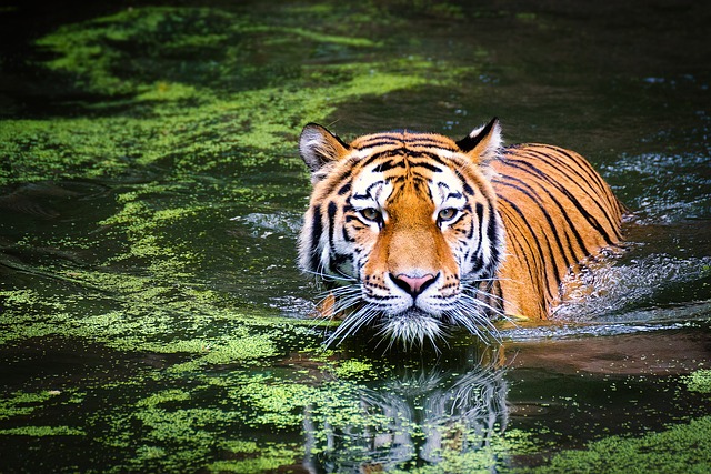 Tigres: a beleza selvagem das florestas asiáticas