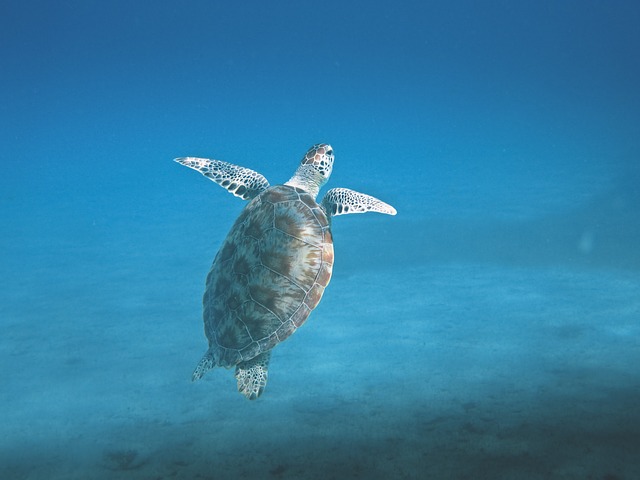 Tartarugas - as fascinantes criaturas do mar