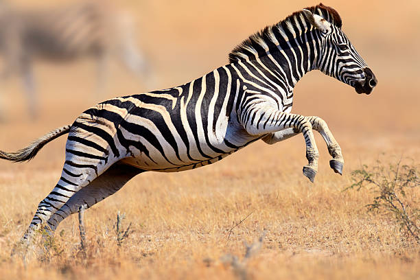 Zebras: a beleza listrada da savana