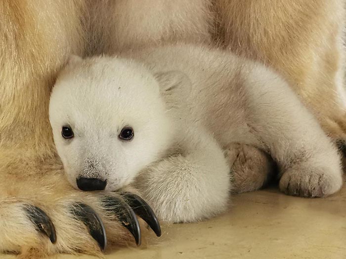 O nascimento histórico do urso polar em Hamburgo