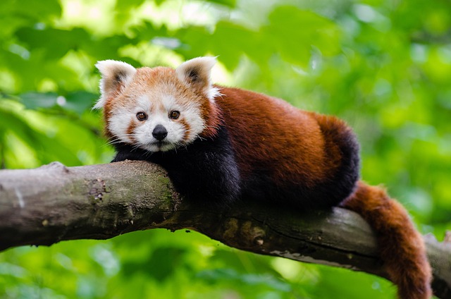 O encantador Panda Vermelho