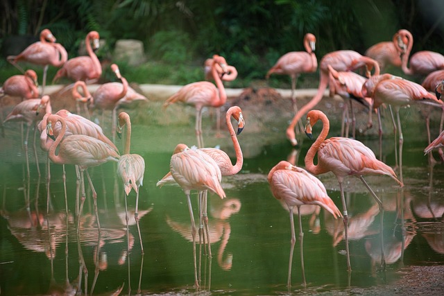 Flamingos - A Beleza Rosa do Reino das Aves