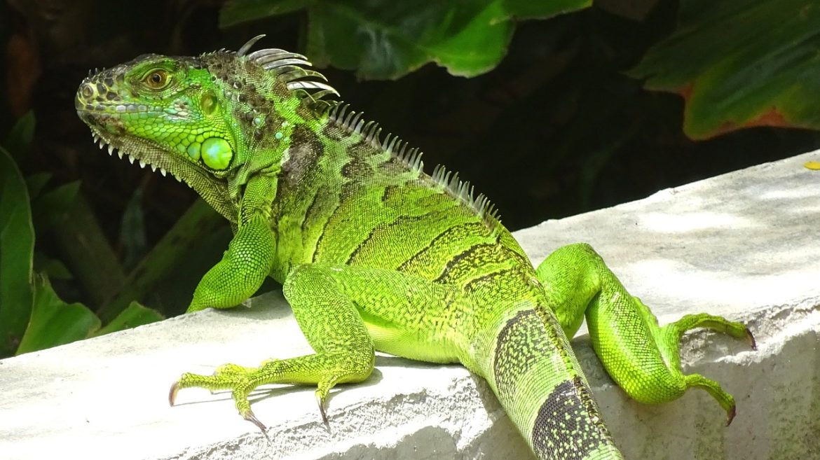 Iguanas: Fascinantes Répteis de Estimação