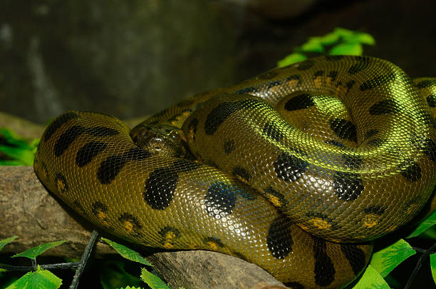 Anaconda: a Maior Serpente do Mundo