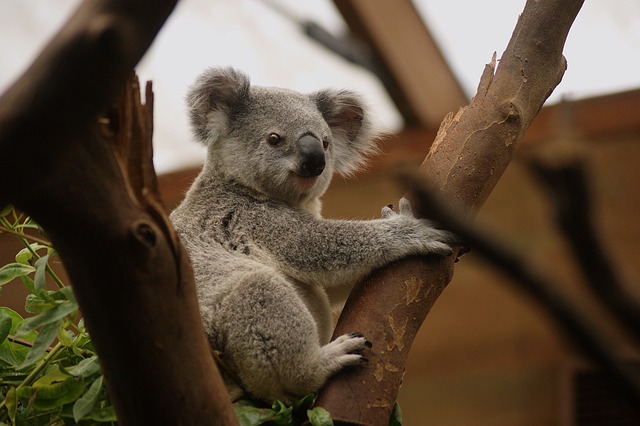 Coala: adorável mascote da Austrália