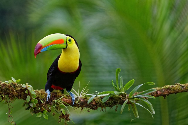 Tucano: Aves Exóticas
