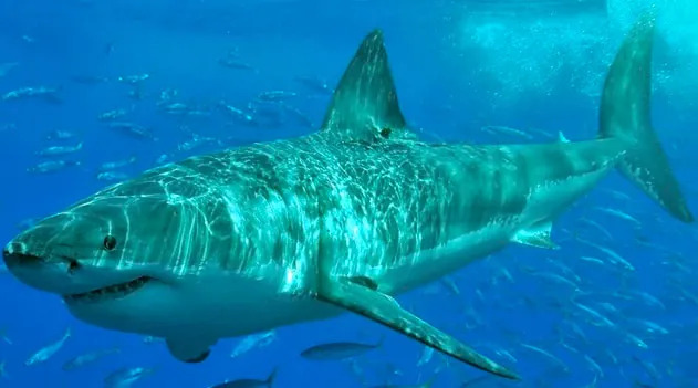 Tubarão Branco: O Predador dos Oceanos