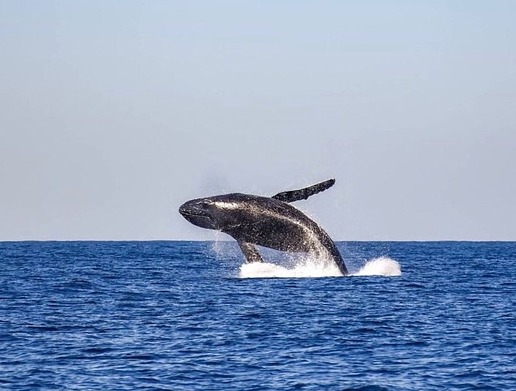 As Baleias: Magníficas Criaturas dos Oceanos