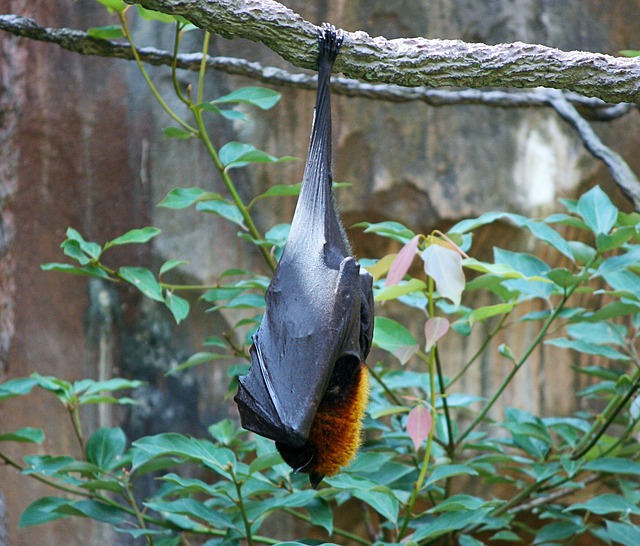 Morcegos: os mamíferos voadores