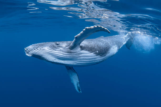 As Baleias: Magníficas Criaturas dos Oceanos