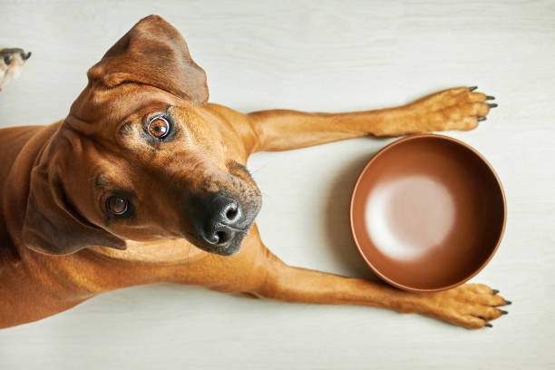 Alimentação dos cães: Alimentos seguros e os proibidos