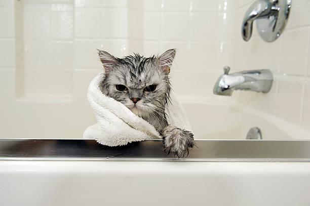Gatos e banhos: descubra se eles realmente precisam se molhar