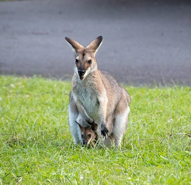 O Canguru: A Importância na Fauna Australiana