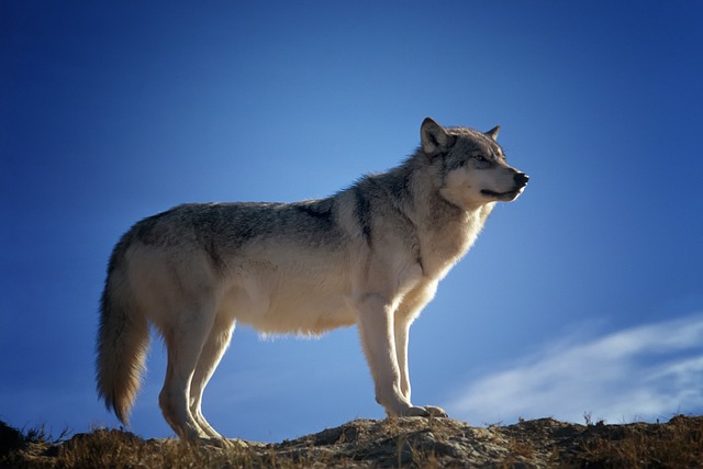 Lobos: Comportamento, Ecologia e Importância na Natureza