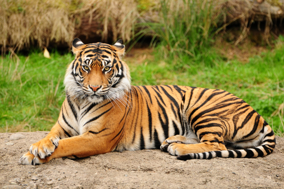 Tigre da sibéria: o maior felino do mundo