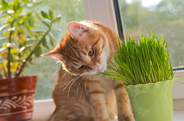 Plantas seguras para o consumo dos gatos