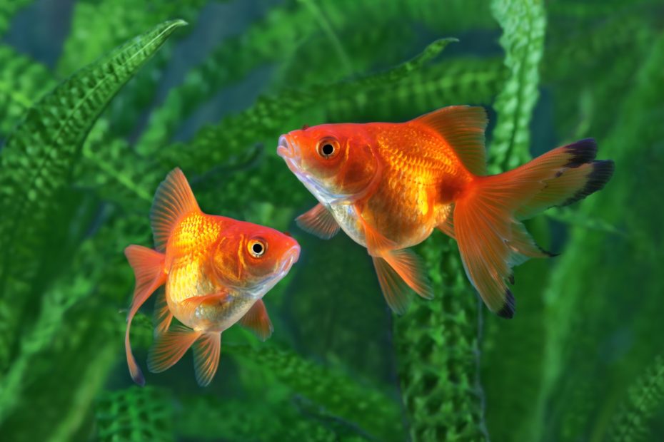 Conheça o encantador peixe-dourado