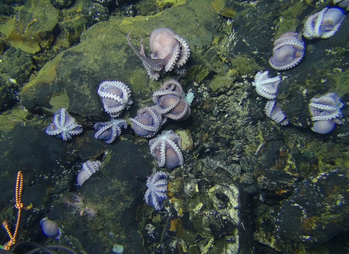 Descoberta rara de viveiro de Polvo
