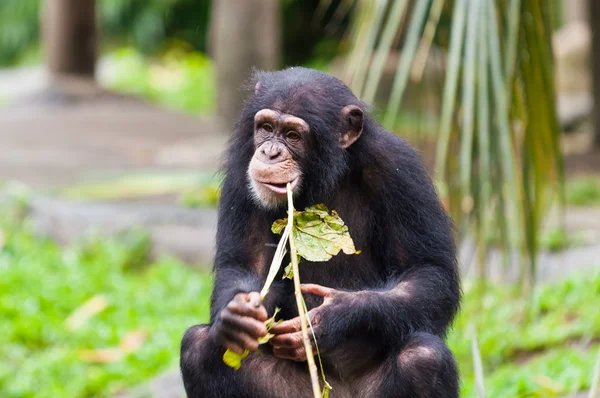 Chimpanzés - os primatas mais inteligentes