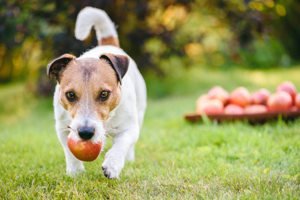 Frutas seguras para cães