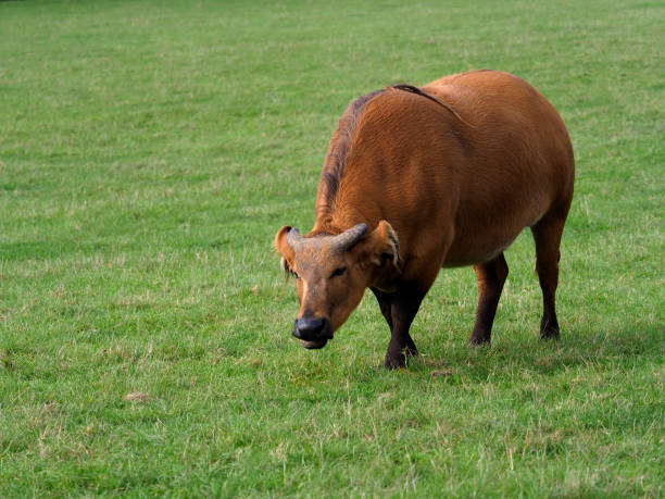 O mistério do búfalo-vermelho