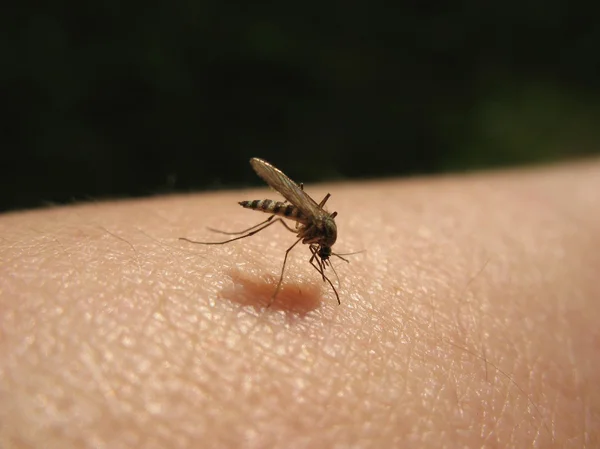 Mosquitos, fêmeas são as verdadeiras picadoras?