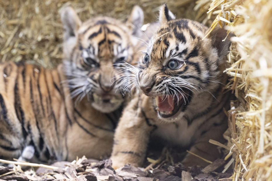 Zoo de frankfurt revela novos membros: dois tigres bebés