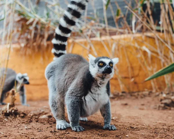 Lémure: o misterioso primata de Madagáscar