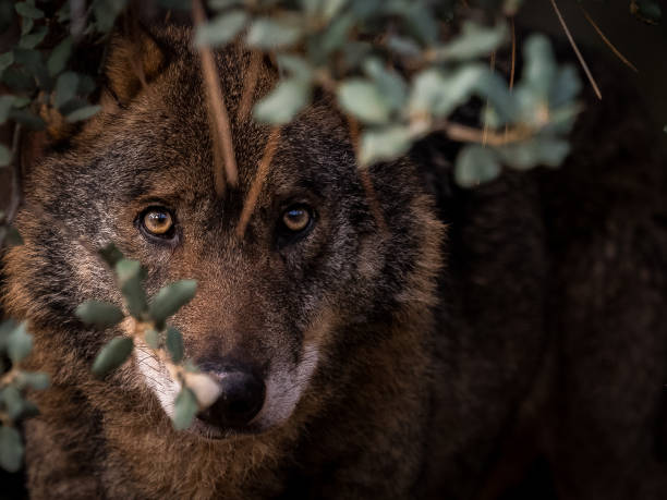 Lobo-ibérico: majestoso habitante da Península