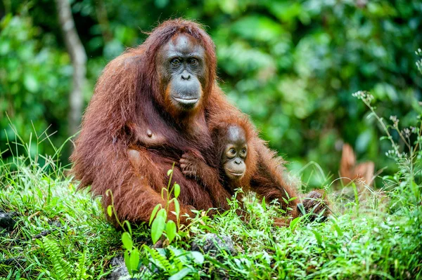 Orangotangos: Os Guardiões das Florestas Tropicais