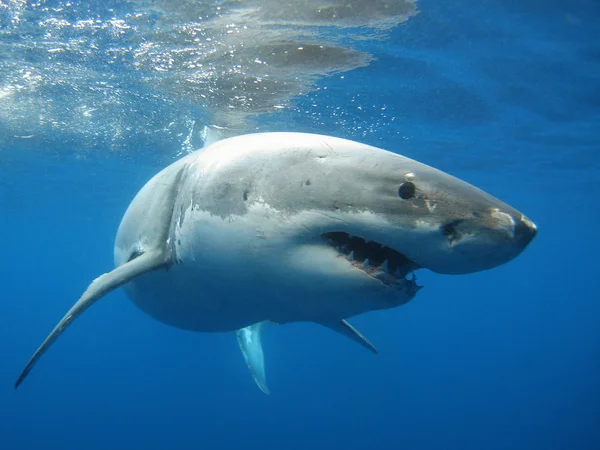 Perigos do oceano: Conheça 5 animais marinhos ameaçadores