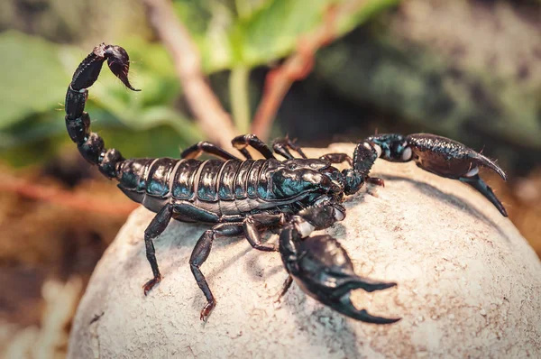 O fascinante mundo dos escorpiões