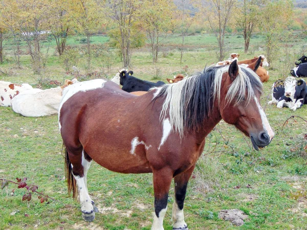 Animais que dormem de pé em Animais Selvagens Cavalo