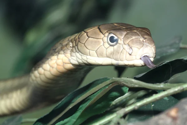 Cobra-rei