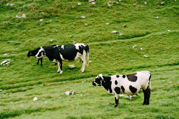 Animais que dormem de pé em Animais Selvagens Vacas