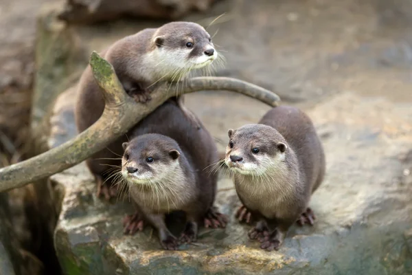A Majestosa Lontra em Animais Marinhos Lontra