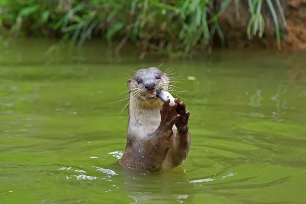 A Majestosa Lontra em Animais Marinhos Lontra