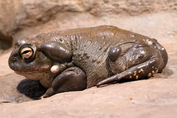 O Sapo do deserto de Sonora em Animais Selvagens Sapo