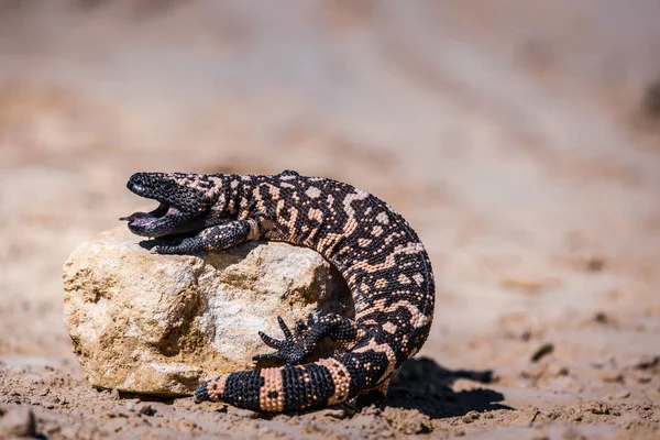 O Monstro-de-gila: Uma criatura fascinante em Animais Selvagens Monstro