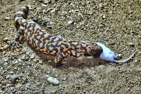 O Monstro-de-gila: Uma criatura fascinante em Animais Selvagens Monstro