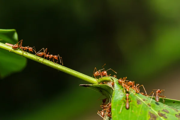 formigas vermelhas